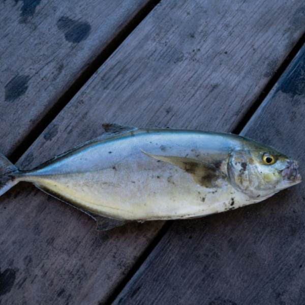 TUNA YELLOW FIN WHOLE