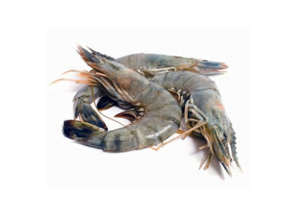 Fresh Tiger Prawns (25 – 30 Pcs) 1 Kg