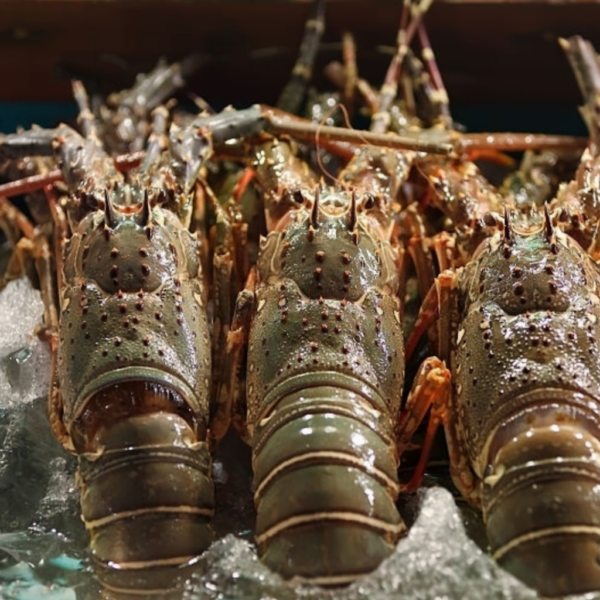 ROCK LOBSTER FRESH (400-600 GMS) 1 Kg