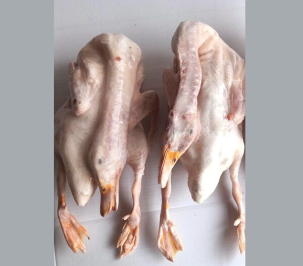 ORGANICE FARM FED DUCK 1 Pc