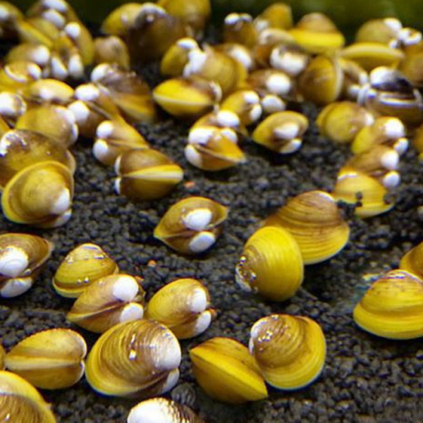 YELLOW CLAMS