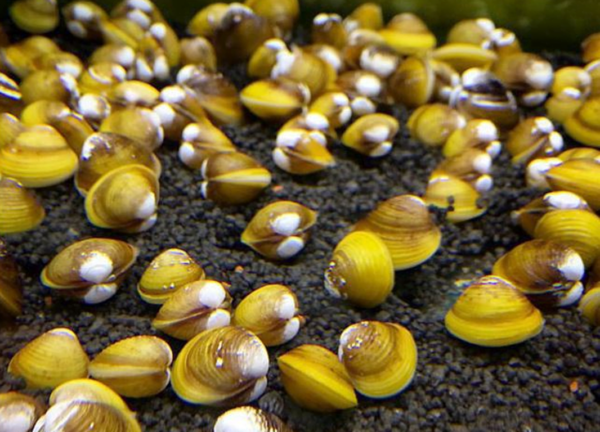 YELLOW CLAMS
