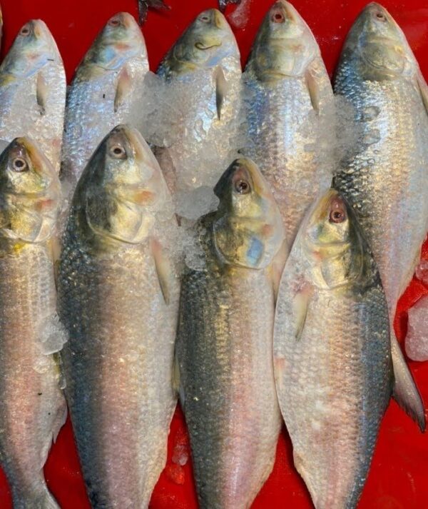 HILSA fish