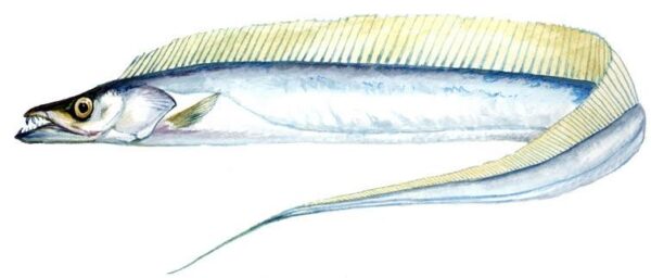 ribbon fish 1kg