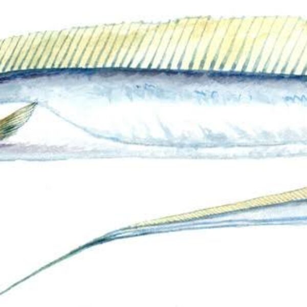 ribbon fish 1kg